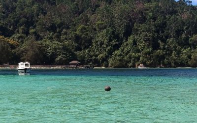 Borneo Malese